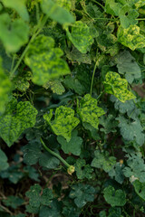 Fototapeta premium Sponge gourd