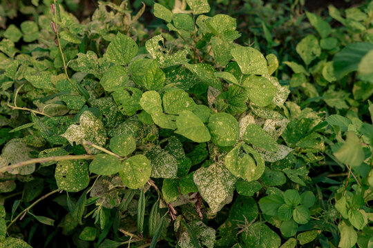Major fungal diseases