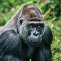 Obraz premium Beautiful Portrait of a Gorilla. Male gorilla , severe silver back, anthropoid ape