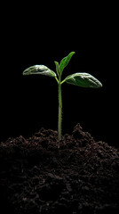 A small sprout emerges from the soil