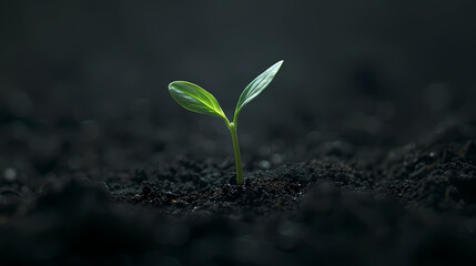 A small sprout emerges from the soil