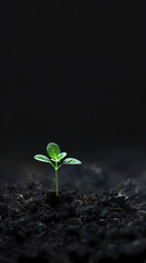 A small sprout emerges from the soil