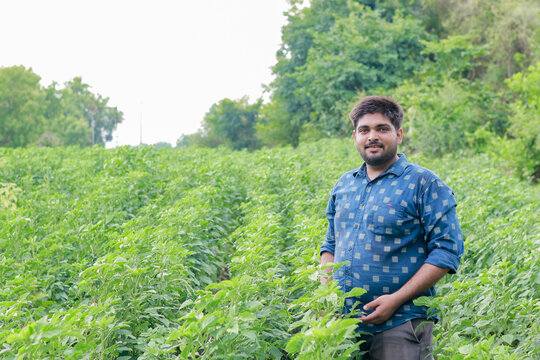 Guar or cluster bean