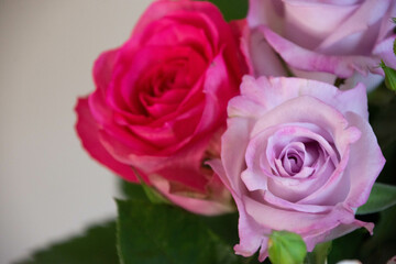 紫とピンクのばら