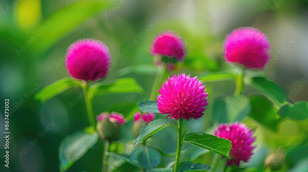 Canvas Prints selective focus image of globe amaranth flower in an indian garden gomphrena globosa