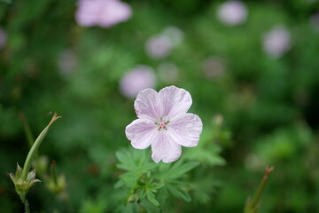 flowers in the garden