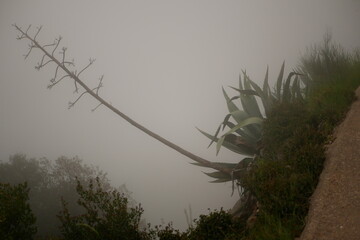 mist in the morning, big aloe