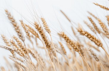 Fototapeta premium Elegant Field of Ripe Wheat Grain