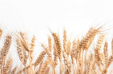  Natural Whole Grain Wheat Bundle
