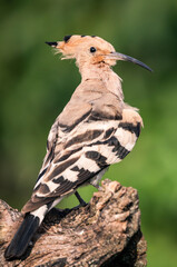 hoopoe closeup