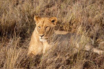 An African lioness resting, but alert lying down in the grass in the Serengeti, Tanzania