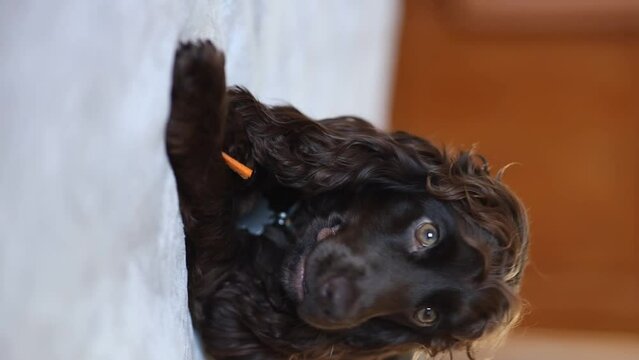 A young dark brown English cocker spaniel chewing a piece of carrot. A young dark brown English cocker spaniel on the bed chews a carrot. Happy puppy, soft focus