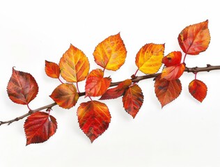 Fototapeta premium Autumn Leaves Branch Decoration