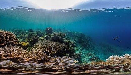 Obraz premium Vibrant coral reefs teeming with marine life.