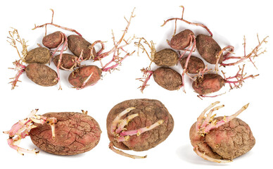 Set of germinated pink potatoes isolated on white background