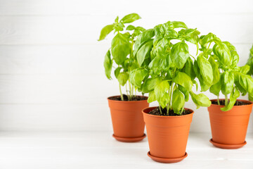 Fresh basil plant in a pot on a textured background. Fresh organic basil leaves. Spices. Vegan. Home gardening on kitchen. Home planting and food growing. basil plant Copy space.