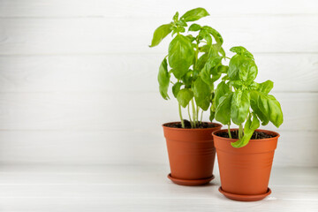 Fresh basil plant in a pot on a textured background. Fresh organic basil leaves. Spices. Vegan. Home gardening on kitchen. Home planting and food growing. basil plant Copy space.