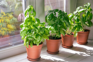 Fresh basil plant in a pot in the kitchen on a window background. Fresh organic basil leaves. Spices. Vegan. Home gardening on kitchen. Home planting and food growing. basil plant Copy space.