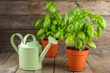 Fresh basil plant in a pot on a textured background. Fresh organic basil leaves. Spices. Vegan. Home gardening on kitchen. Home planting and food growing. basil plant Copy space.