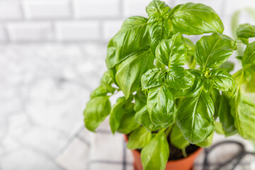 Fresh basil plant in a pot on a textured background. Fresh organic basil leaves. Spices. Vegan. Home gardening on kitchen. Home planting and food growing. basil plant Copy space.