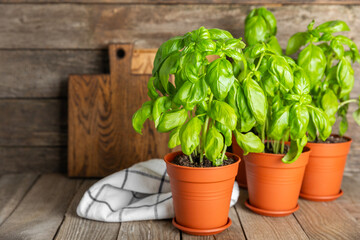 Fresh basil plant in a pot on a textured background. Fresh organic basil leaves. Spices. Vegan. Home gardening on kitchen. Home planting and food growing. basil plant Copy space.