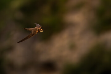 An alpine swift (Tachymarptis melba) flying in front of their habitat.