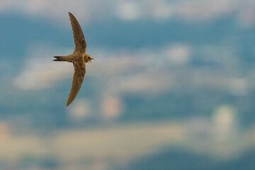 An alpine swift (Tachymarptis melba) flying in front of their habitat.