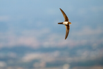 An alpine swift (Tachymarptis melba) flying in front of their habitat.