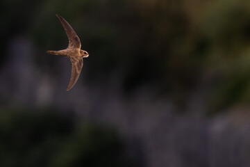 An alpine swift (Tachymarptis melba) flying in front of their habitat.