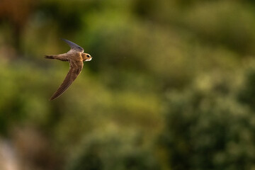 An alpine swift (Tachymarptis melba) flying in front of their habitat.