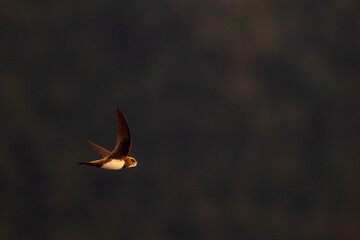 An alpine swift (Tachymarptis melba) flying in front of their habitat.