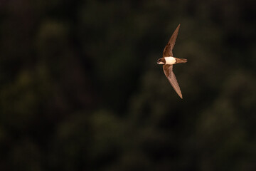 An alpine swift (Tachymarptis melba) flying in front of their habitat.