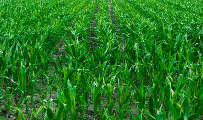 a large  field with sprouted young corn, the cobs are not yet formed, the green leaves are fresh and juicy