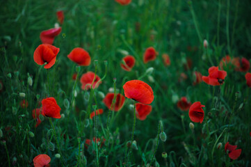 The vibrant red scarlet poppies with tender, flexible stems create a stunning visual contrast against the green grass, embodying the beauty of nature