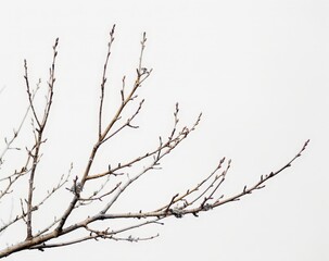 Bare Tree Branch Against Sky Background, Crisp Autumn Leaves, Seasonal Change of Nature