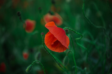 The delicate red petals of scarlet poppies with flexible, tender stems stand out against the green...