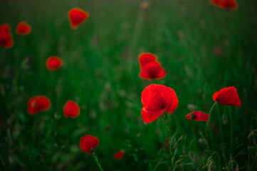 Scarlet poppies with tender, flexible stems stand out vividly against the green grass, showcasing...