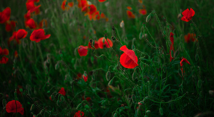 Red scarlet poppies with flexible tender stems in green grass create a striking contrast, highlighting the vibrant colors and delicate nature of the flowers