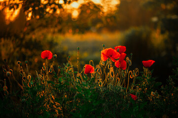 The vibrant red of the poppies is highlighted in the close-up view as they are bathed in the last...
