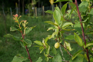 Première mirabelle sur un jeune mirabellier en été