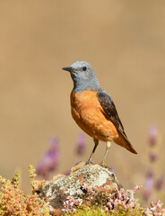 roquero rojo en primavera en gredos