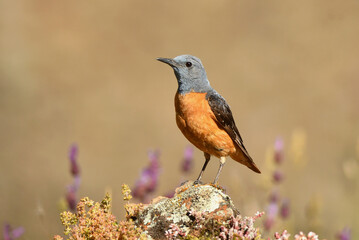 roquero rojo en primavera en gredos