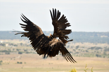 buitre negro en la campiña abulense