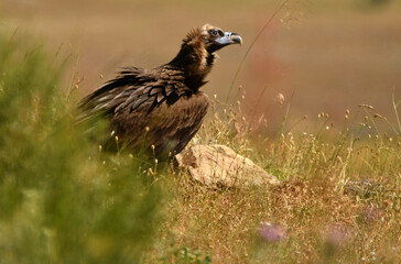 buitre negro en la campiña abulense