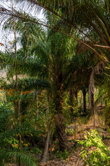 Oil palm (Elaeis guineensis)