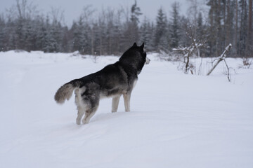 Husky dog ​​in winter outdoors in a snowy forest.