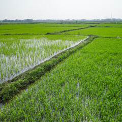 Hoi An, Vietnam - 5 Feb, 2024: Rice Fields in rural farmland on the outskirts of Hoi An