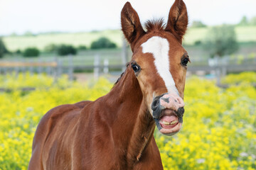 Naklejka premium portrait of beautiful chestnut colt posing in meadow at freedom. cloudy day. close up