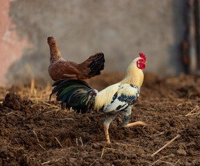 Colorful Roster chicken. Male and female chicken, Picture clicked in a village near Tamil Nadu, South India, India. © 3RdEYE Photo Co.
