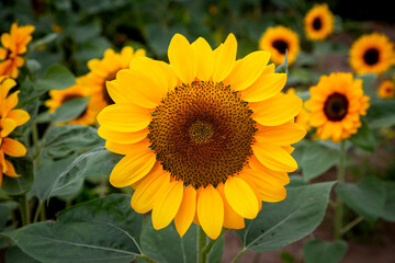 Fototapeta premium 강주 해바라기 마을